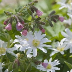 Anemone blanda White Splendour